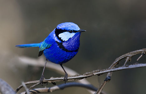 kék madár2