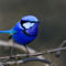 kék madár2