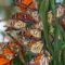 Kepekidezetek_1404084_9443_s