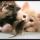 Macskaeger_1404085_8723_t