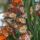 Pillangok_1404084_9443_t