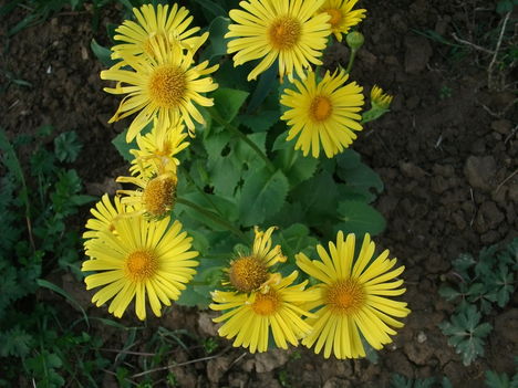 DSCF5626