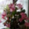 2013-10-19.Sógornőm orchideája.