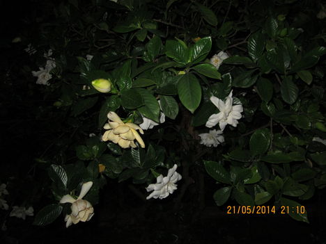 gardenia grandiflora