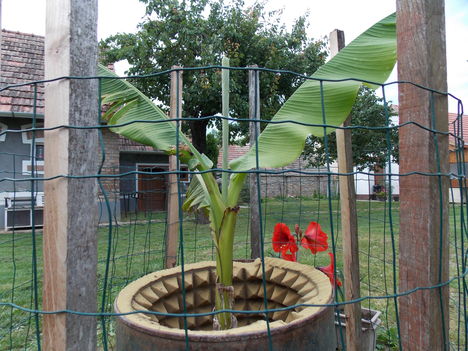 Banánfa az udvarban