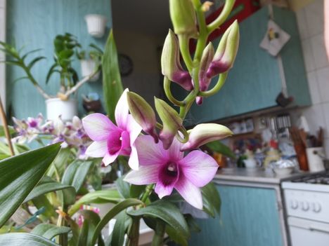 Dendrobium  17