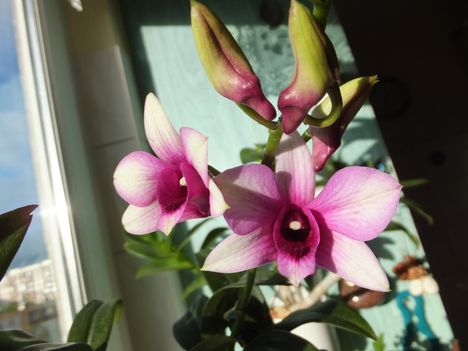 Dendrobium   13