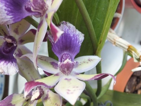 Zygopetalum 11