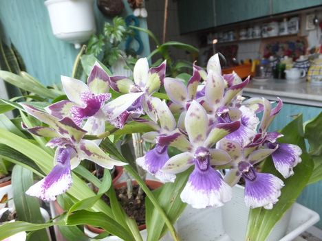 Zygopetalum 1