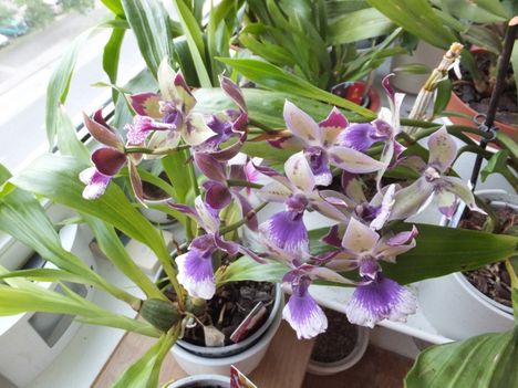 Zygopetalum 28