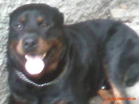 20090131073936