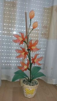 orchidea