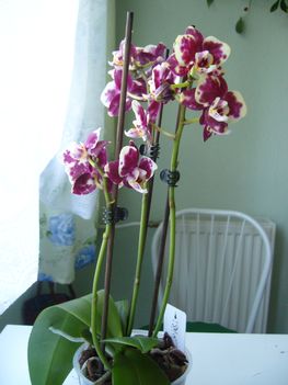 P1070265
