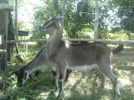 Bori