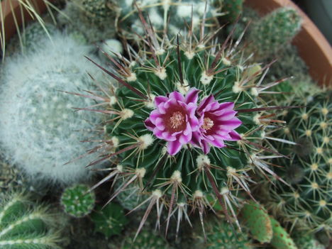 DSCF8703