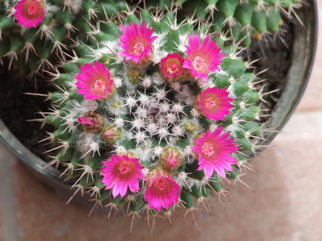 DSCF8715