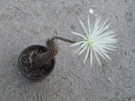 DSCF8724