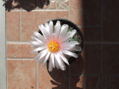 DSCF8733