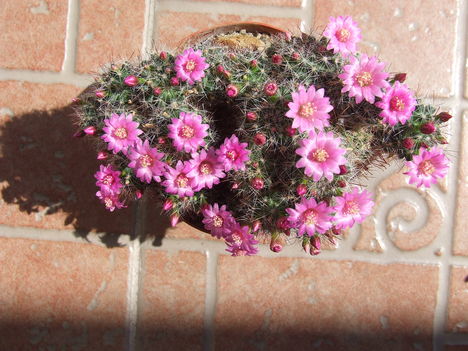 DSCF8735