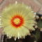 DSCF8751