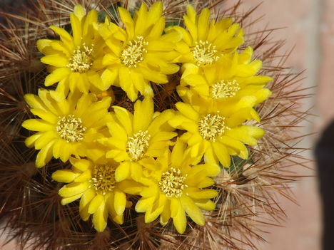 DSCF8754