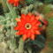 DSCF8793