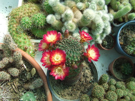 DSCF8795