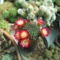 DSCF8795