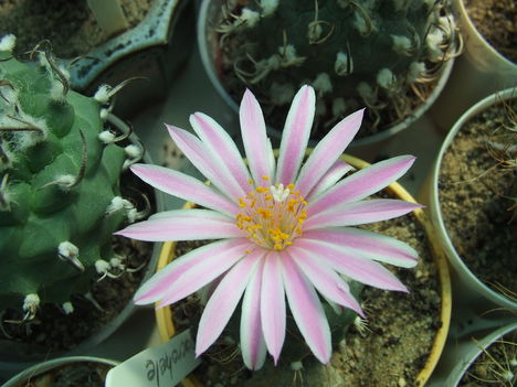 DSCF8797