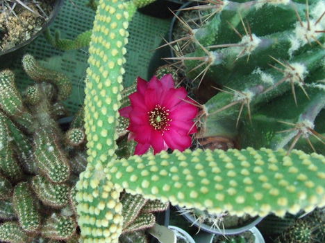 DSCF8799