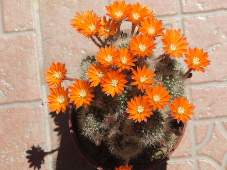 DSCF8807