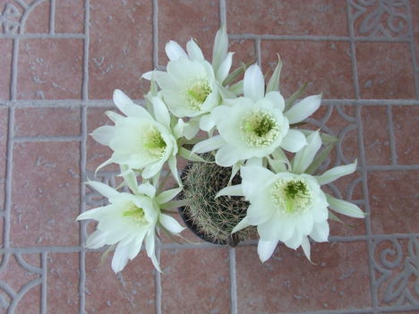 DSCF8811