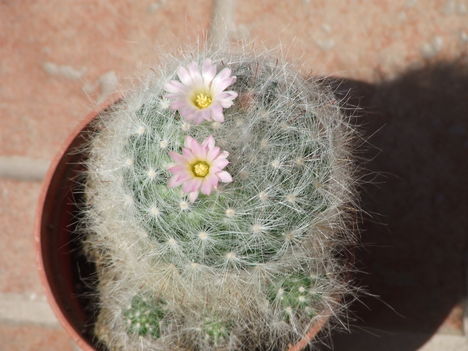 DSCF8820