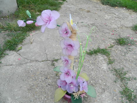 DSCN2104