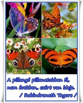 pillangóskép_01