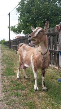 Én bizony Rumli kecske vagyok