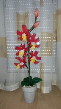 piros orchideám
