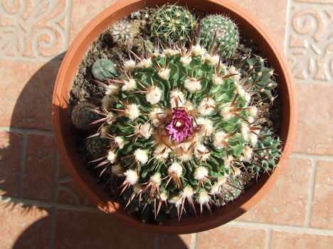 Echinofossulocactus