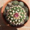 Echinofossulocactus