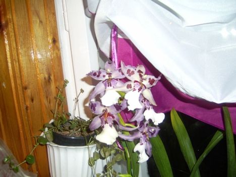 Erzsike Orchideája