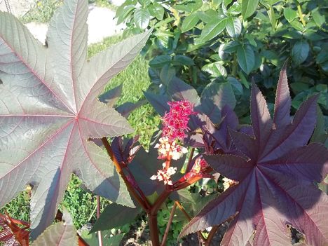 ricinus