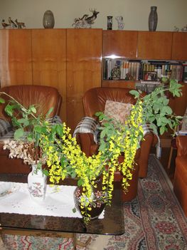 Sárga akácvirág vázában
