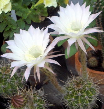 Virágzó_kaktuszok
