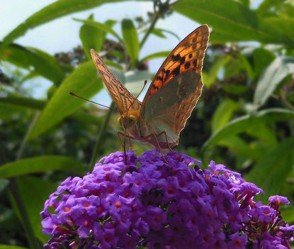 Pillangó, nyári orgonán