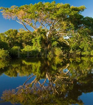 amazonas a világ legnagyobb folyója.......