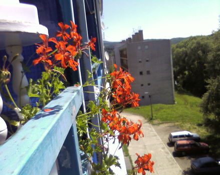 Erkélyen a virágaim