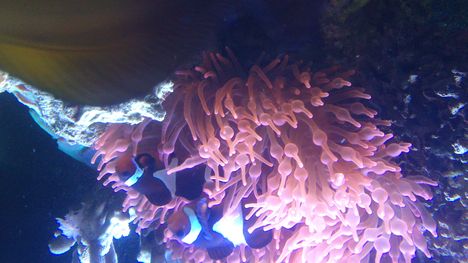 560 literes tengeri akvárium