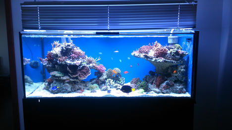700 liter tengeri akvárium