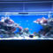 700 liter tengeri akvárium