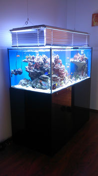700 liter tengeri akvárium1
